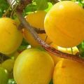 Vyšnių slyvų Gek veislės aprašymas, sodinimo vietos pasirinkimas, auginimas ir priežiūra, apdulkintojų veislės