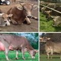 Опис и карактеристике швајцарских крава, предности и недостаци говеда и неге