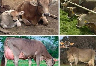 Beschrijving en kenmerken van Zwitserse koeien, voor- en nadelen van vee en verzorging