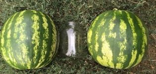 Опис и технологија узгоја лубенице Топ Гун, карактеристике врсте Ф1 и принос