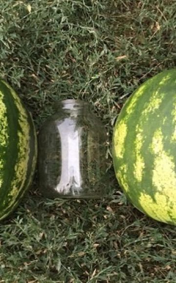 Description and technology of growing watermelon Top Gun, characteristics of the F1 species and yield