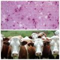 Узрочник и симптоми пастерелозе код говеда, методе лечења и вакцинације
