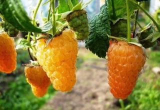 Popis zbytkové odrůdy malin Orange Miracle, pěstování a péče