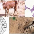 Príznaky anaplazmózy u hovädzieho dobytka a diagnostika, metódy liečby a prevencie