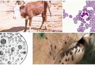 Sintomi di anaplasmosi nei bovini e diagnosi, metodi di trattamento e prevenzione