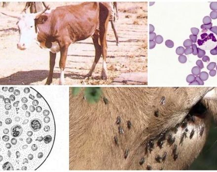 Symptomen van anaplasmose bij runderen en diagnose, behandelings- en preventiemethoden