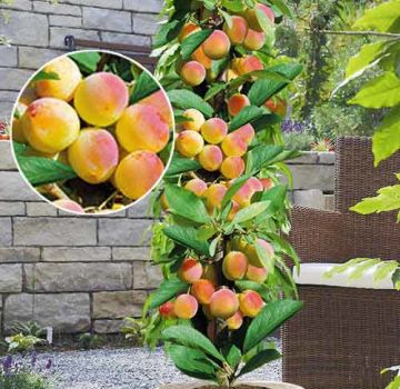 Beskrivelse af de bedste sorter af columnar abrikos Prince Mart, Zvezdny, plantnings- og plejebestemmelser