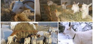 Како зими нахранити козу, осим сена, направити дијету код куће