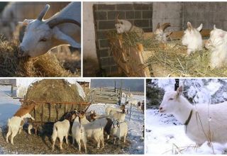 Come nutrire una capra in inverno oltre al fieno, facendo una dieta a casa