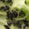 Hur man hanterar bladlöss på gurkor med folkrättsmedel