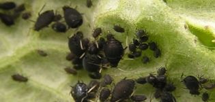 Hur man hanterar bladlöss på gurkor med folkrättsmedel