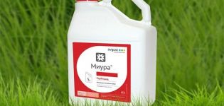 Instrucciones de uso del herbicida Miura contra las malas hierbas en las camas y la tasa de consumo