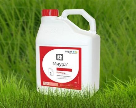 Pokyny na používanie herbicídov Miura proti burinám v posteliach a miera spotreby