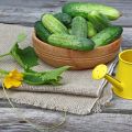 Favorable days for planting cucumbers according to the lunar calendar in May 2020
