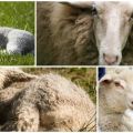 Avių koenurozės požymiai ir veislės, gydymo ir prevencijos metodai