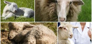 Známky a odrody koenurózy u oviec, spôsoby liečby a prevencie