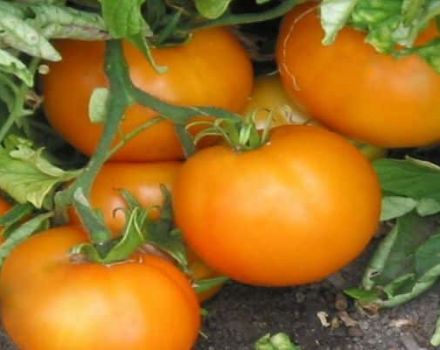 Pomidorų veislės Oranžinė savybės ir aprašymas, derlius