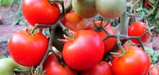 Características y descripción de la variedad de tomate Betta