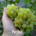 Beskrivning och egenskaper hos Rusbol-druvsorten, sorter, reproduktionsmetoder och vård