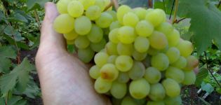 Descripción y características de la variedad de uva Rusbol, variedades, métodos de reproducción y cuidado.