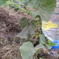 Jak často a správně zalévat okurky ve skleníku, kdy je to lepší