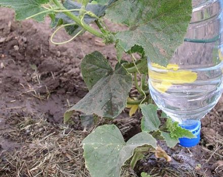 Hur ofta och korrekt att vattna gurkor i växthuset, när är det bättre