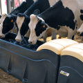 Karvių geriamųjų dubenų tipai ir kaip tai padaryti patiems, žingsnis po žingsnio instrukcijas