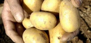 Bulvių veislės „Uladar“ aprašymas, auginimo ir priežiūros ypatybės