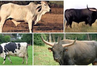 Beschreibung von 8 Sorten wilder Kühe, bei denen sie in freier Wildbahn leben