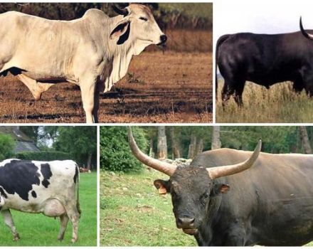 A vadon élő tehenek 8 fajtájának leírása