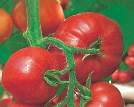 Caratteristica sulla descrizione della varietà di pomodoro Han