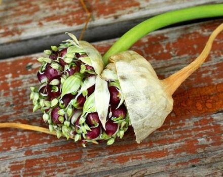 Sådan planter og dyrker hvidløg fra pærer?