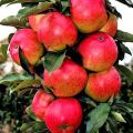Popis a charakteristika stĺpcového jablone Moskva náhrdelník, jemnosti pestovania