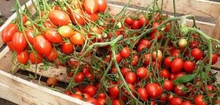 Beskrivning och egenskaper hos tomatsorten Geranium Kiss, dess utbyte