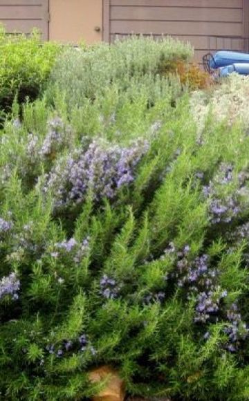 How to properly grow and care for rosemary outdoors in the middle lane