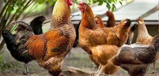¿Qué determina la temperatura corporal de los pollos y su norma?