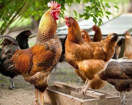 Τι καθορίζει τη θερμοκρασία του σώματος των κοτόπουλων και τον κανόνα του