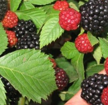 Planting, growing and caring for blackberries in the Urals and Siberia, the best varieties