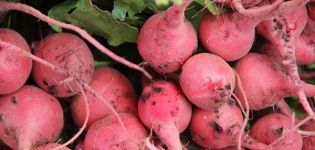 Beskrivning av olika rosa rädisor, användbara och skadliga egenskaper
