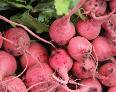 Опис сорте розе ротквице, корисних и штетних својстава