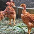 Kenmerken en beschrijving van Golosheyki-kippen, houden en fokken