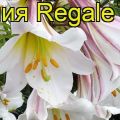 Description and characteristics of the Regale lily variety, planting and care in the open field