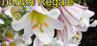 Beskrivning och egenskaper hos Regale lily-sorten, plantering och skötsel i det öppna fältet