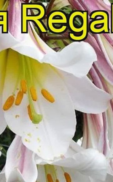 Περιγραφή και χαρακτηριστικά της ποικιλίας Regale lily, φύτευση και φροντίδα στο ύπαιθρο