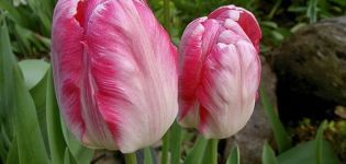 Popis nejlepších odrůd tulipánů papouška, výsadby a péče