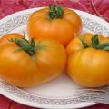 Kenmerken en beschrijving van de gigantische tomatenvariëteit Leningrad, de opbrengst