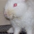 Behandling av bitande midge hos kaniner med folkrättsmedel och droger, symtom