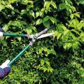 Jak správně prořezávat křoví dřišťál v létě, na jaře a na podzim