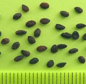 Wie man zu Hause Stachelbeeren aus Samen anbauen kann