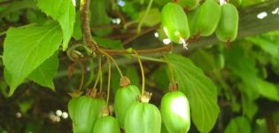 Pěstování a péče o aktinidii na Sibiři, popis nejlepších odrůd kiwi